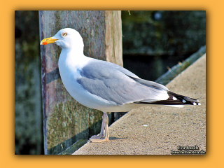 Hvide Sande  (2).jpg